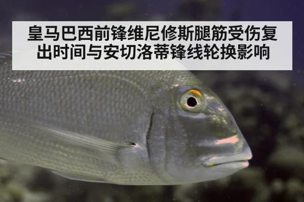皇马巴西前锋维尼修斯腿筋受伤复出时间与安切洛蒂锋线轮换影响